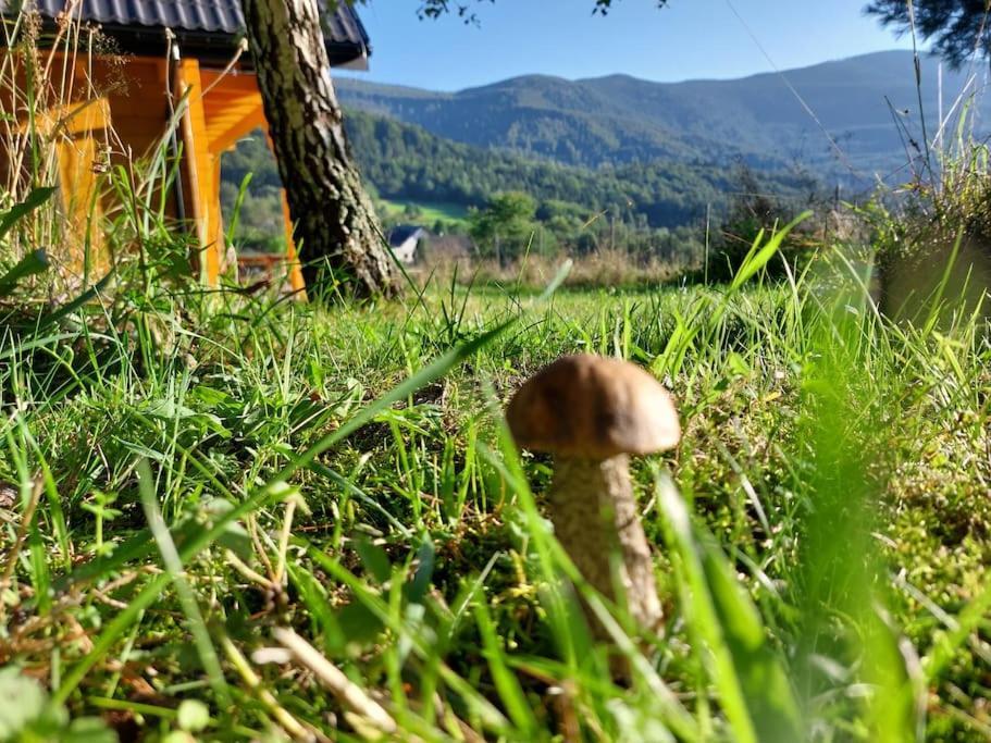 Panorama Sucha Gora ,Lesny Domek Skawica  エクステリア 写真