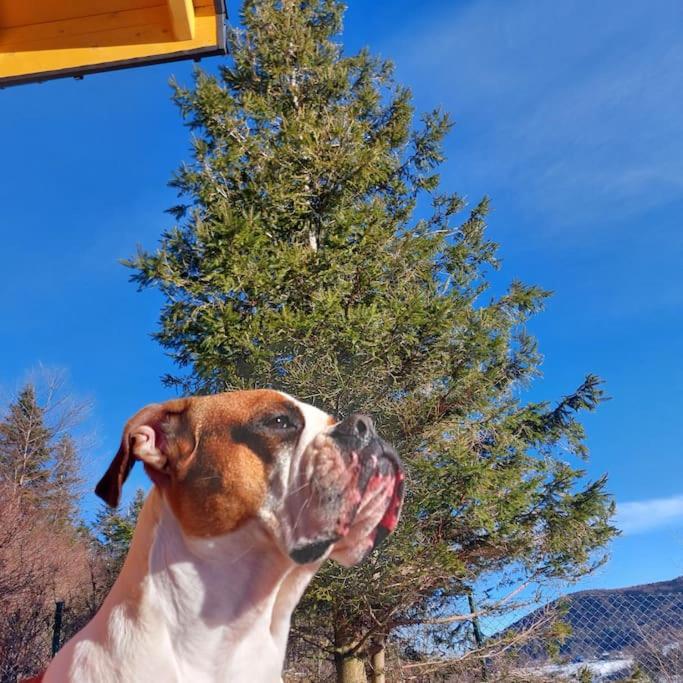 Panorama Sucha Gora ,Lesny Domek Skawica  エクステリア 写真